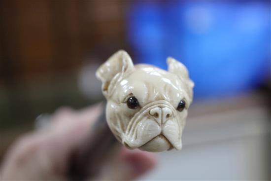 A walking stick, the ivory handle carved as a French bulldogs head with glass eyes, silver collar, London 1921, overall length 93.5cm